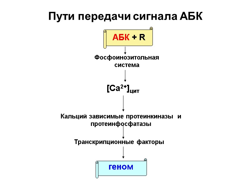 Пути передачи сигнала АБК АБК + R Фосфоинозитольная система [Ca2+]цит Кальций зависимые протеинкиназы 